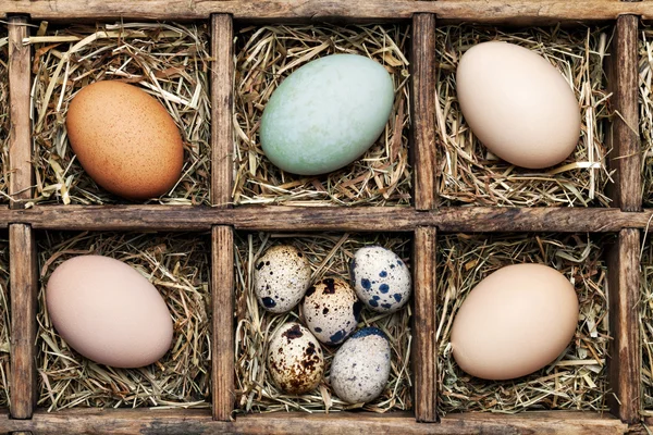 Eggs Royalty Free Stock Photos