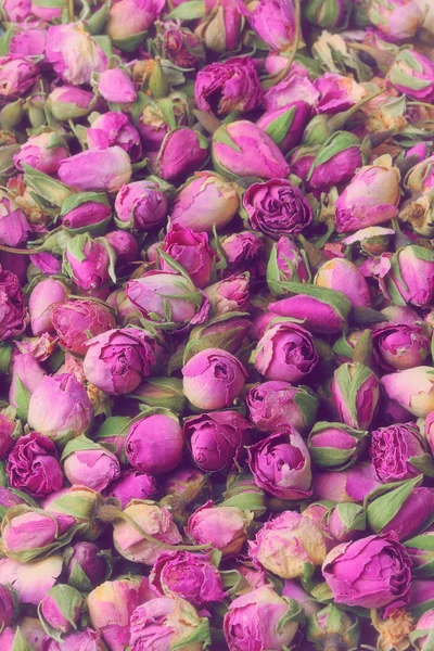 Roses buds — Stock Photo, Image