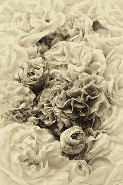 Roses — Photo