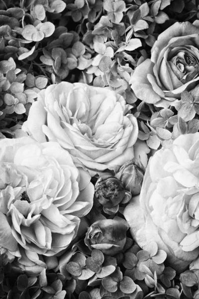 Roses Vintage — Photo