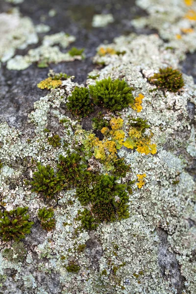 Moss. — Foto de Stock