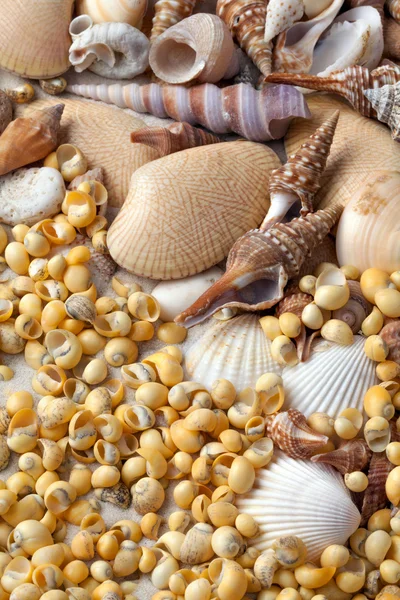 Shells and pebbles — Stock Photo, Image