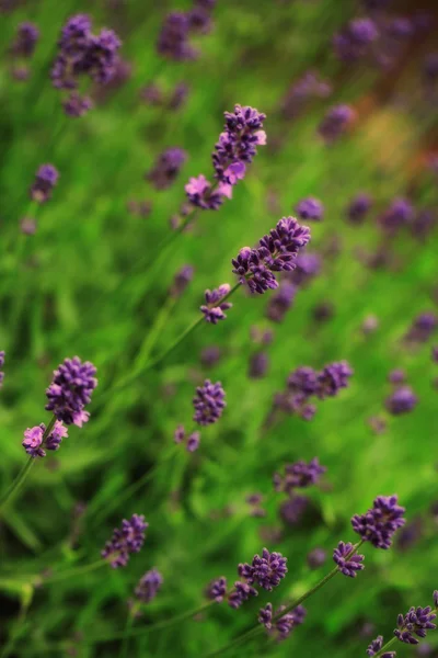 Lavendel — Stockfoto