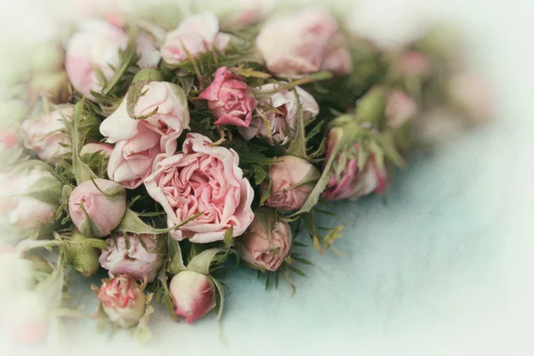 Vintage roses — Stock Photo, Image