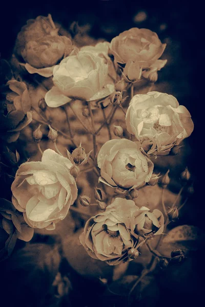 Flores vintage —  Fotos de Stock