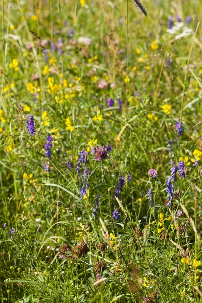 Summer meadow — Stock Photo, Image