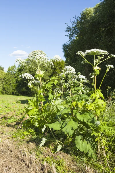 Sosnowsky, s Hogweed — Foto de Stock