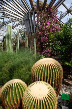 Berlin, Almanya - 4 Eylül 2025: Berlin Botanik Bahçesi Serası: Kaktüs ve Succulent Pavyonu.