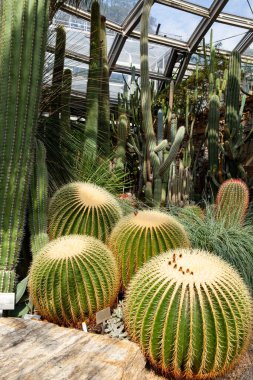 Berlin, Almanya - 4 Eylül 2025: Berlin Botanik Bahçesi Serası: Kaktüs ve Succulent Pavyonu.