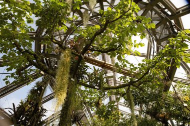 Berlin Botanik Bahçesi: Zengin kaktüs, sulu bitkiler ve yemyeşil tropikal bitkilerle seralar.