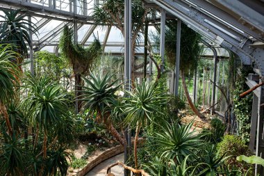 Berlin, Almanya - 4 Eylül 2025: Botanik Bahçesi: Zengin kaktüs, sulu bitkiler ve yemyeşil tropikal bitkilerle seralar sera.