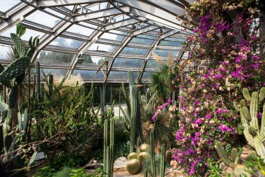 Berlin, Almanya - 4 Eylül 2025: Botanik Bahçesi: Zengin kaktüs, sulu bitkiler ve yemyeşil tropikal bitkilerle seralar sera.