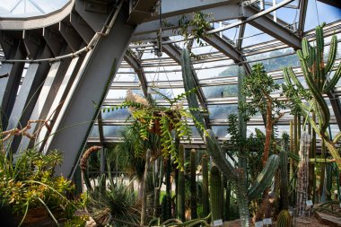 Berlin, Almanya - 4 Eylül 2025: Botanik Bahçesi: Zengin kaktüs, sulu bitkiler ve yemyeşil tropikal bitkilerle seralar sera.
