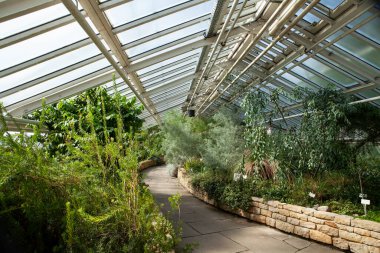 Berlin, Almanya - 4 Eylül 2025: Botanik Bahçesi: Zengin kaktüs, sulu bitkiler ve yemyeşil tropikal bitkilerle seralar sera.