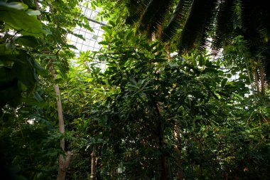 Berlin Botanik Bahçesi: Zengin kaktüs, sulu bitkiler ve yemyeşil tropikal bitkilerle seralar.