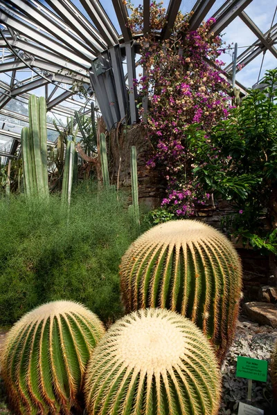 Berlin, Almanya - 4 Eylül 2025: Berlin Botanik Bahçesi Serası: Kaktüs ve Succulent Pavyonu.