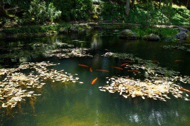 Dingin bir gölette canlı turuncu bir koi sazan balığı. Vilnius Üniversitesi Botanik Bahçesi 'ndeki Japon Bahçesi, Edo dönemi prensipleri tarafından tasarlandı. Huzurlu zen manzarası.