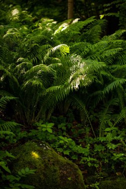 Bereketli yeşil devekuşu eğreltiotu (Matteuccia struthiopteris) gölgeli bir yaz bahçesinde yetişir.