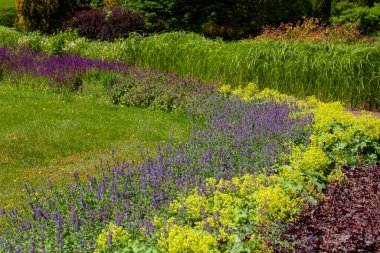 Yaz mevsiminde canlı mor adaçayı (Salvia), ıhlamur yeşili Leydi Mantosu (Alchemilla) ve koyu kırmızı mercan çanları (Heuchera) içeren güzel tasarlanmış bahçe sınırı..