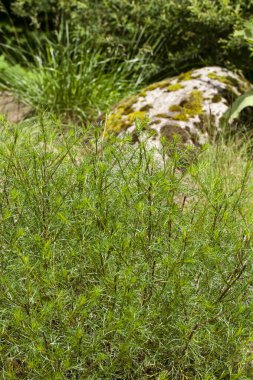 Yeşil tüylü Wormwood (Artemisia kampüsü) yaprakları, arka planda yosunlu bir kayayla güneşli bir yaz bahçesinde yetişiyor..