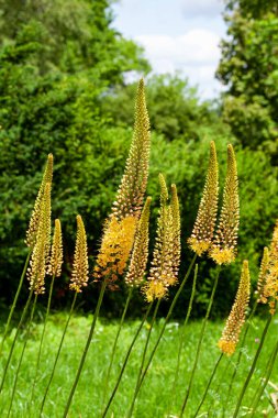 Görkemli Tilki Kuyruklu Lily (Eremurus), Desert Candle olarak da bilinir..