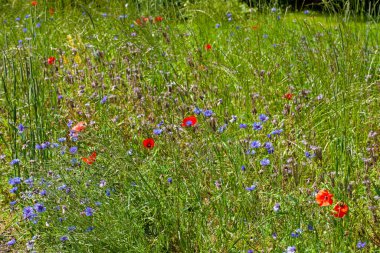 Çiçek açan mavi çiçekli ve kırmızı gelincikli yaz otlağı