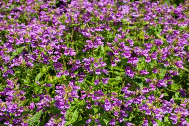 Büyüleyici Wilcox 'un kalemi (Penstemon Wilcoxii) bir yaz bahçesinde çiçek açıyor.