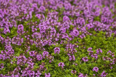 Yaz bahçesinde çiçek açan kekik çiçekleri. Mor kekik halısı. Çiçek açmış, aromatik bitkisel arka plan..