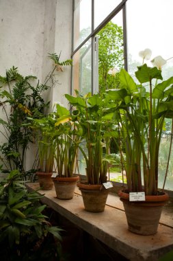FLORENCE, ITALY - 26 Nisan 2025: Orto Botanico di Firenze (Giardino dei Semplici), Floransa Üniversitesi. Zengin bir kaktüs ve egzotik bitki koleksiyonu olan etkileyici köşkler..