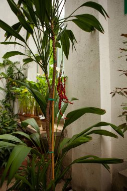 Palmiye zambağı (Cordyline cannifolia), Orto Botanico di Firenze 'deki bir serada parlak kırmızı böğürtlenlerle birlikte. Floransa, İtalya 'nın tarihi botanik bahçesinde egzotik tropik bitki koleksiyonu.