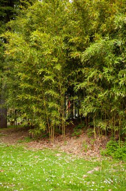 Orto Botanico di Firenze 'nin bahçe bölgesinde Bambusoideae (Bambusoideae) koruluğu. Floransa, İtalya 'nın tarihi botanik bahçesindeki yemyeşil tropikal bitki örtüsü.