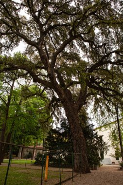Orto Botanico di Firenze 'de kalın desenli ağaç kabuğu olan devasa meşe (Quercus suber) ağacı. Floransa, İtalya 'nın tarihi botanik bahçesindeki görkemli yaşlı ağaç.