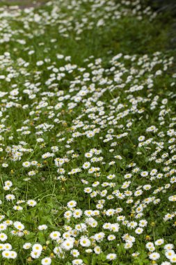 Orto Botanico di Firenze 'de yaygın papatyalar (Bellis perennis) çiçek açar. Floransa, İtalya 'nın botanik bahçesinde beyaz çiçekli bahar çayırı.