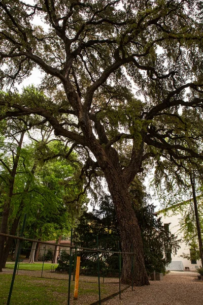 Orto Botanico di Firenze 'de kalın desenli ağaç kabuğu olan devasa meşe (Quercus suber) ağacı. Floransa, İtalya 'nın tarihi botanik bahçesindeki görkemli yaşlı ağaç.