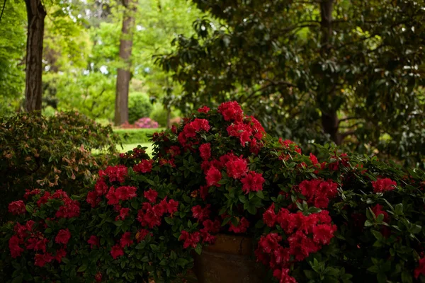 Rododendronlar ve açelyalar Orto Botanico di Firenze 'de çiçek açtı. Floransa, İtalya 'nın tarihi botanik bahçesinde renkli çiçek açan çalılarla manzara.