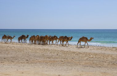 Deve bir Beach. Dhofar, Oman.