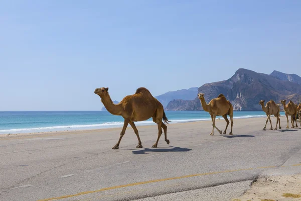 Camellos en la carretera. Dhofar, Omán . — Foto de Stock