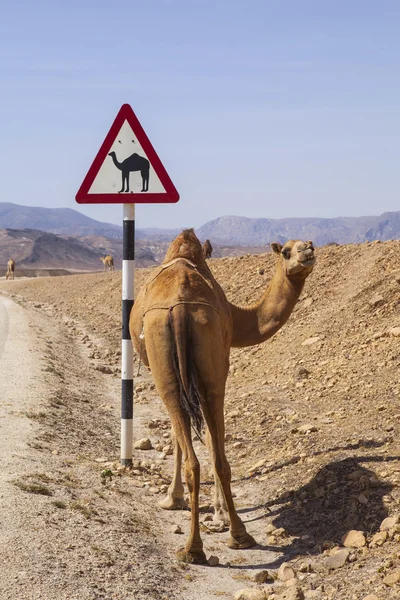 Camel sinal de passagem de estrada na estrada de Omã — Fotografia de Stock