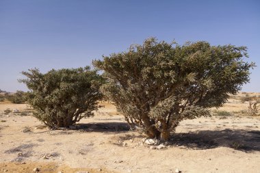 Boswellia tree - frankincense, olibanum-tree, in Dhofar, Oman. clipart