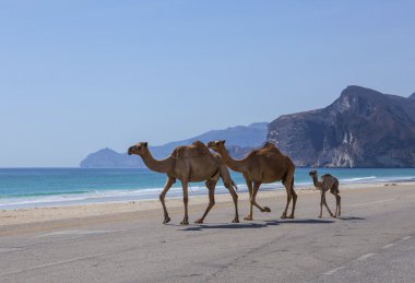 Camels in Dhofar clipart