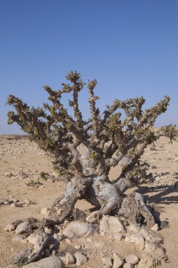 Ravent ağaç - buhur, olibanum-ağacı, Dhofar, Oman.
