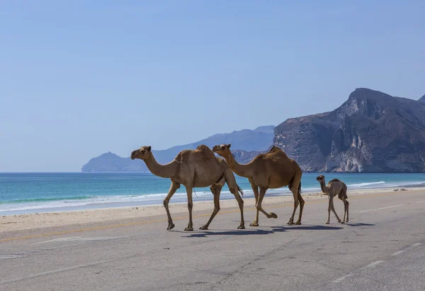 Camellos en Dhofar — Foto de Stock