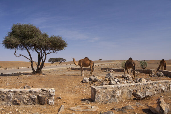 Camels in Dhofar