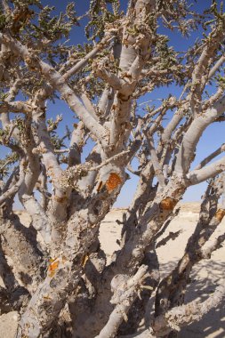 Boswellia tree, frankincense clipart