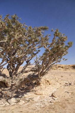 Ravent ağaç, buhur