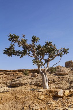 Frankincense tree in Oman clipart