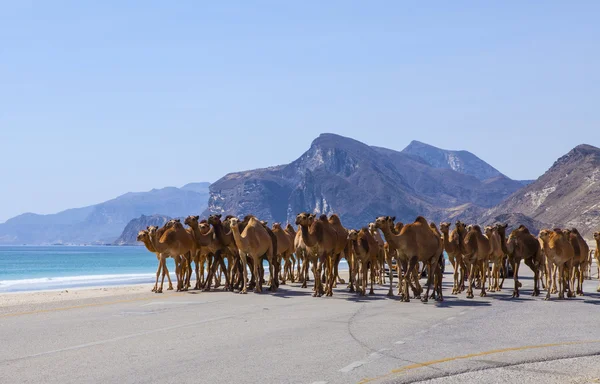 Camellos en Omán — Foto de Stock