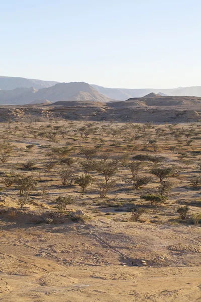 Árbol de incienso en Omán — Foto de Stock