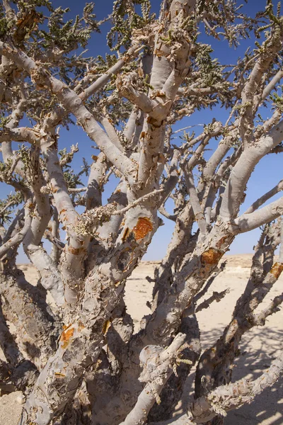 Boswellia δέντρο, λιβάνι — Φωτογραφία Αρχείου