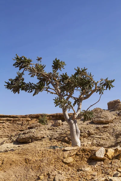 Árbol de incienso en Omán — Foto de Stock
